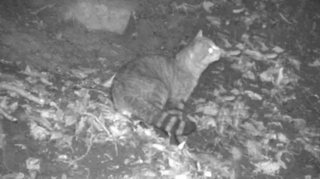 Illustration for article titled Hallan una nueva especie de gato desconocida que podría explicar la leyenda del gato-zorro de Córcega